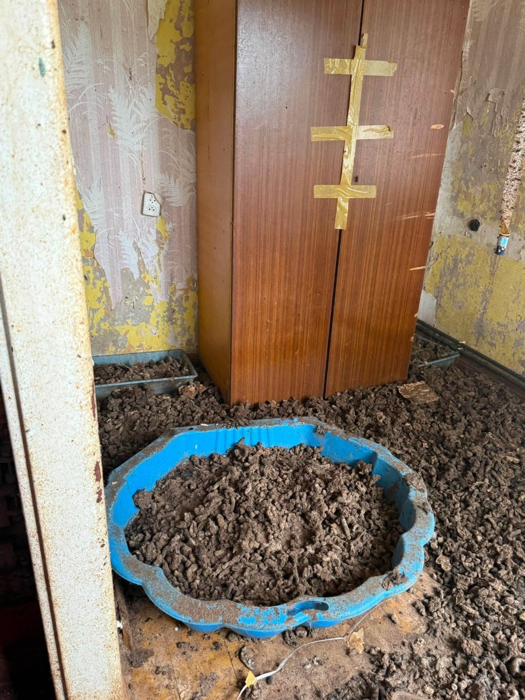 Ponad 60 kotów w dramatycznych warunkach w Pile. Trwa walka o ich życie i domy