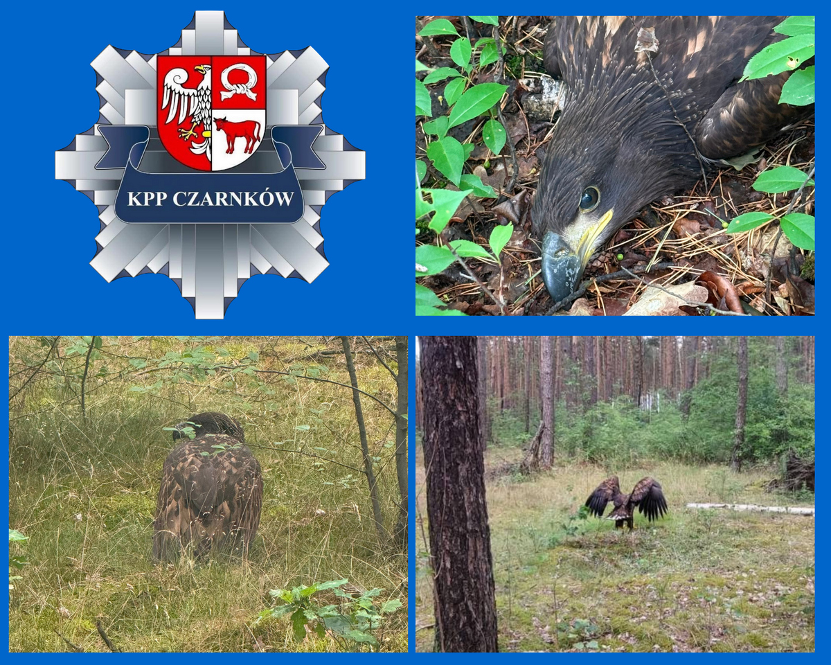 Orzeł Bielik URATOWANY !